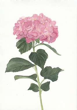 位圖 植物 寫意花卉 花朵 免費(fèi)素材