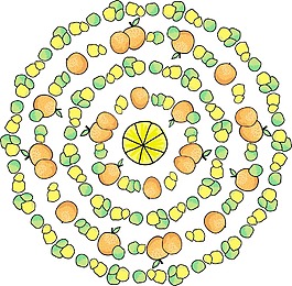 柠檬水果矢量图