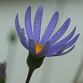 位圖 植物攝影 寫實花卉 花朵 數(shù)碼照片 免費素材