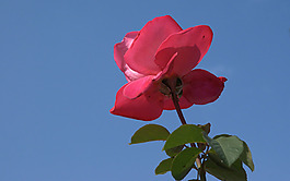 位圖 植物攝影 寫實(shí)花卉 花朵 數(shù)碼照片 免費(fèi)素材