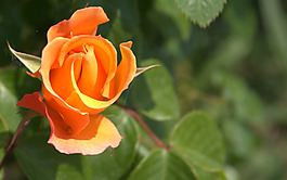 位圖 植物攝影 寫實(shí)花卉 花朵 數(shù)碼照片 免費(fèi)素材