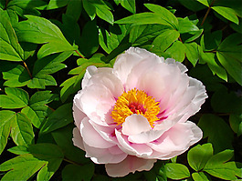 位圖 植物攝影 寫實(shí)花卉 花朵 數(shù)碼照片 免費(fèi)素材