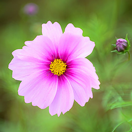位圖 植物攝影 寫實(shí)花卉 花朵 數(shù)碼照片 免費(fèi)素材
