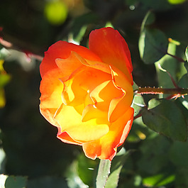 位圖 植物攝影 寫實花卉 花朵 數(shù)碼照片 免費素材
