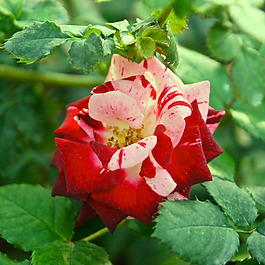 位圖 植物攝影 寫(xiě)實(shí)花卉 花朵 數(shù)碼照片 免費(fèi)素材