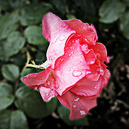 位圖 植物攝影 寫實(shí)花卉 花朵 數(shù)碼照片 免費(fèi)素材
