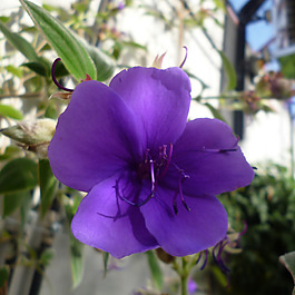 位圖 植物攝影 寫(xiě)實(shí)花卉 花朵 數(shù)碼照片 免費(fèi)素材