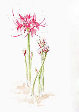 位圖 植物 寫意花卉 花朵 免費素材