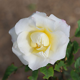 位圖 植物攝影 寫實(shí)花卉 花朵 數(shù)碼照片 免費(fèi)素材