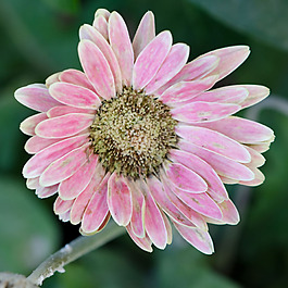 位圖 植物攝影 寫(xiě)實(shí)花卉 花朵 菊花 免費(fèi)素材