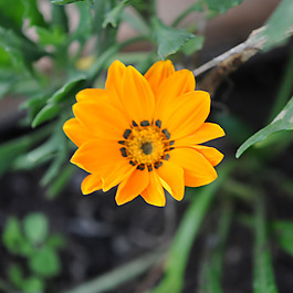 位圖 植物攝影 寫實(shí)花卉 花朵 數(shù)碼照片 免費(fèi)素材