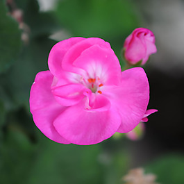 位圖 植物攝影 寫實(shí)花卉 花朵 數(shù)碼照片 免費(fèi)素材