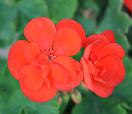 位圖 植物攝影 寫(xiě)實(shí)花卉 花朵 數(shù)碼照片 免費(fèi)素材