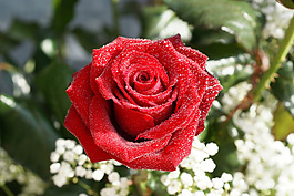 位圖 植物攝影 寫(xiě)實(shí)花卉 花朵 數(shù)碼照片 免費(fèi)素材