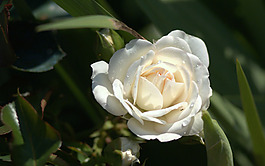 位圖 植物攝影 寫(xiě)實(shí)花卉 花朵 數(shù)碼照片 免費(fèi)素材