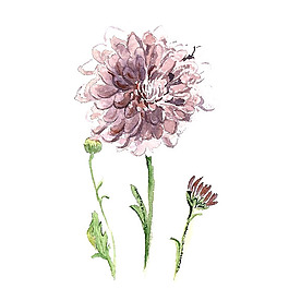 位圖 植物 寫意花卉 花朵 免費素材