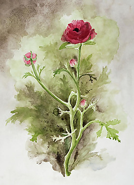 位圖 植物 寫意花卉 花朵 免費素材