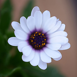 位圖 植物攝影 寫(xiě)實(shí)花卉 花朵 菊花 免費(fèi)素材
