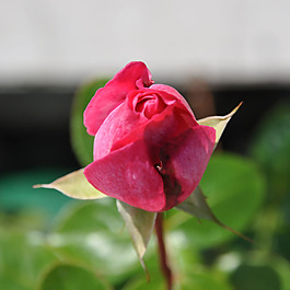 位圖 植物攝影 寫實(shí)花卉 花朵 玫瑰 免費(fèi)素材