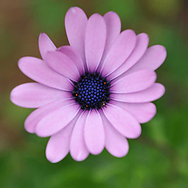 位圖 植物攝影 寫實花卉 花朵 菊花 免費素材