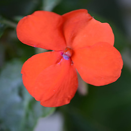 位圖 植物攝影 寫(xiě)實(shí)花卉 花朵 蘭花 免費(fèi)素材
