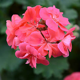 位圖 植物攝影 寫實(shí)花卉 花朵 數(shù)碼照片 免費(fèi)素材