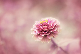 位圖 植物攝影 寫實(shí)花卉 花朵 數(shù)碼照片 免費(fèi)素材