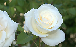 位圖 植物攝影 寫實(shí)花卉 花朵 數(shù)碼照片 免費(fèi)素材