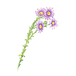 位圖 植物 寫意花卉 花朵 免費素材