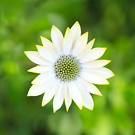 位圖 植物攝影 寫(xiě)實(shí)花卉 花朵 菊花 免費(fèi)素材