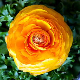 位圖 植物攝影 寫(xiě)實(shí)花卉 花朵 數(shù)碼照片 免費(fèi)素材