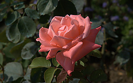 位圖 植物攝影 寫實(shí)花卉 花朵 免費(fèi)素材