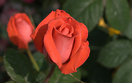 位圖 植物攝影 寫實(shí)花卉 花朵 免費(fèi)素材