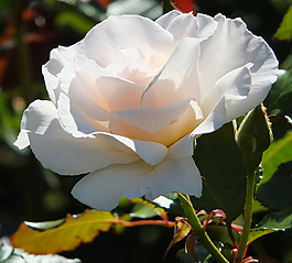 位圖 植物攝影 寫實(shí)花卉 花朵 數(shù)碼照片 免費(fèi)素材