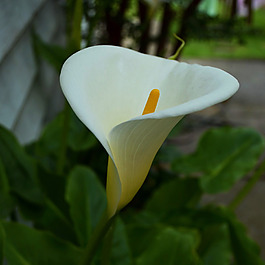 位圖 植物攝影 寫實(shí)花卉 花朵 馬蹄蓮 免費(fèi)素材