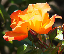 位圖 植物攝影 寫(xiě)實(shí)花卉 花朵 數(shù)碼照片 免費(fèi)素材