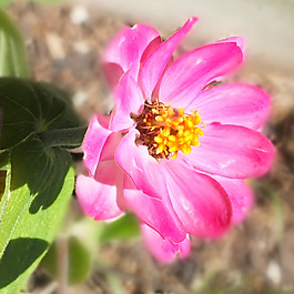 位圖 植物攝影 寫實(shí)花卉 花朵 數(shù)碼照片 免費(fèi)素材