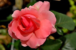 位圖 植物攝影 寫實(shí)花卉 花朵 數(shù)碼照片 免費(fèi)素材