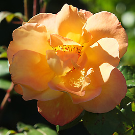 位圖 植物攝影 寫實(shí)花卉 花朵 數(shù)碼照片 免費(fèi)素材