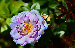 位圖 植物攝影 寫實(shí)花卉 花朵 數(shù)碼照片 免費(fèi)素材