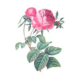 位圖 植物 寫意花卉 花朵 玫瑰 免費(fèi)素材