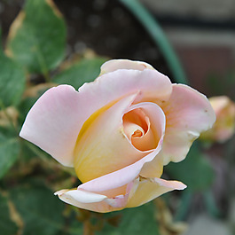 位圖 植物攝影 寫(xiě)實(shí)花卉 花朵 玫瑰 免費(fèi)素材