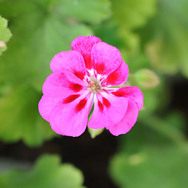 位圖 植物攝影 寫實花卉 花朵 數(shù)碼照片 免費素材