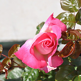 位圖 植物攝影 寫實(shí)花卉 花朵 數(shù)碼照片 免費(fèi)素材