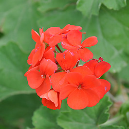 位圖 植物攝影 寫(xiě)實(shí)花卉 花朵 數(shù)碼照片 免費(fèi)素材