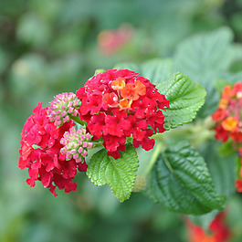 位圖 植物攝影 寫實花卉 花朵 數碼照片 免費素材