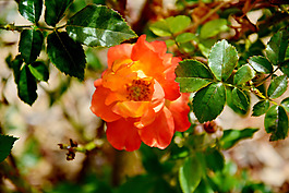 位圖 植物攝影 寫實(shí)花卉 花朵 數(shù)碼照片 免費(fèi)素材
