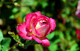 位圖 植物攝影 寫實(shí)花卉 花朵 數(shù)碼照片 免費(fèi)素材