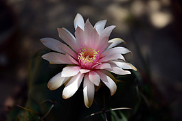 位圖 植物攝影 寫實(shí)花卉 花朵 數(shù)碼照片 免費(fèi)素材
