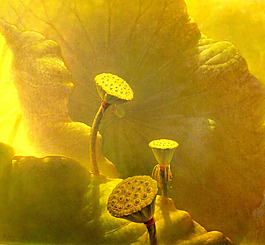 位圖 插畫(huà) 時(shí)尚插畫(huà) 植物插畫(huà) 藝術(shù)效果 免費(fèi)素材